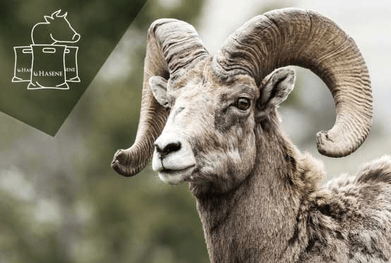 Qurban Campaign